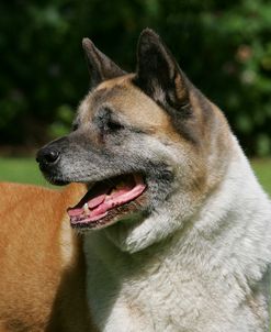 Japanese Akita 18