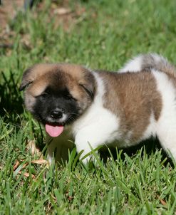 Japanese Akita 19