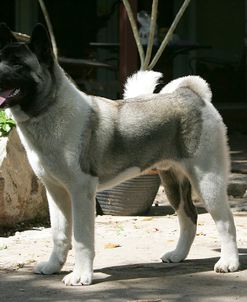 Japanese Akita 11