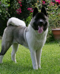 Japanese Akita 13