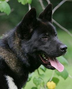 Japanese Akita 14