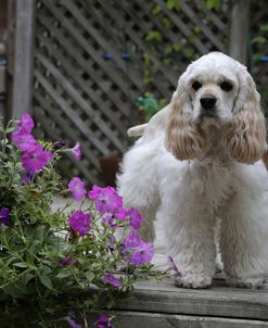 American Cocker Spaniel 02