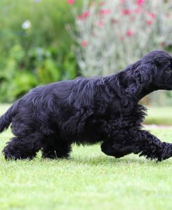 American Cocker Spaniel 05