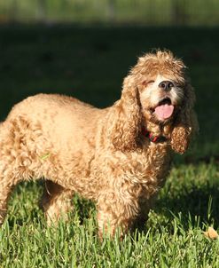 American Cocker Spaniel 10