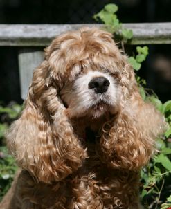 American Cocker Spaniel 11