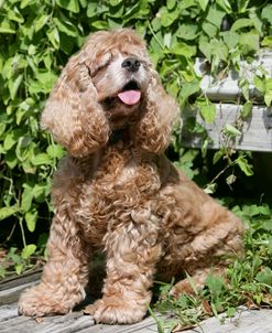 American Cocker Spaniel 12