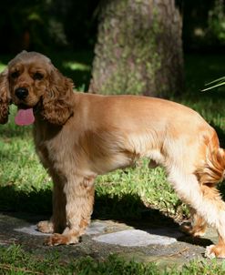 American Cocker Spaniel 13