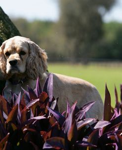 American Cocker Spaniel 14