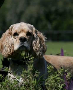 American Cocker Spaniel 15