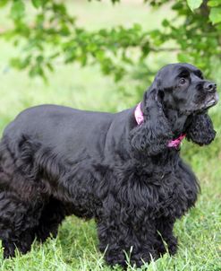 American Cocker Spaniel 06