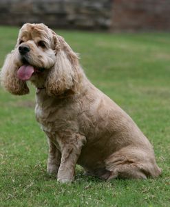 American Cocker Spaniel 08