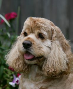 American Cocker Spaniel 09