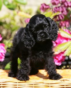 American Cocker Spaniel 19