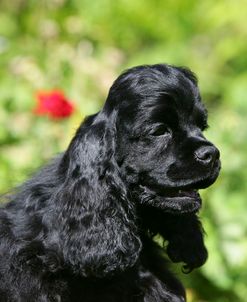 American Cocker Spaniel 20