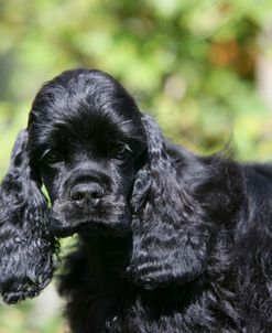 American Cocker Spaniel 21