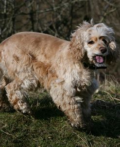 American Cocker Spaniel 22