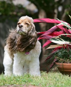 American Cocker Spaniel 23