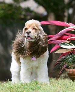 American Cocker Spaniel 24