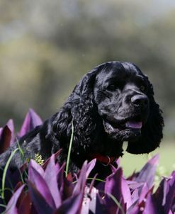 American Cocker Spaniel 16