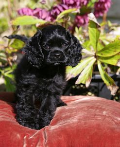 American Cocker Spaniel 17