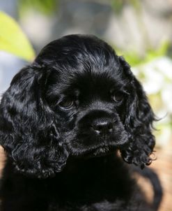 American Cocker Spaniel 18