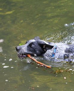 Australian Heeler 05