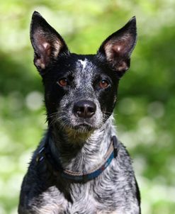 Australian Heeler 06