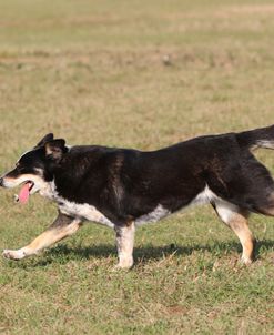 Australian Heeler 07