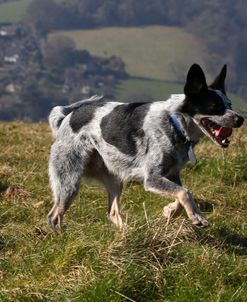 Australian Heeler 08