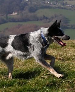 Australian Heeler 09