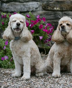 American Cocker Spaniel 25