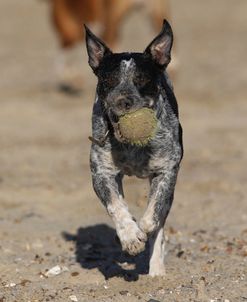 Australian Heeler 01