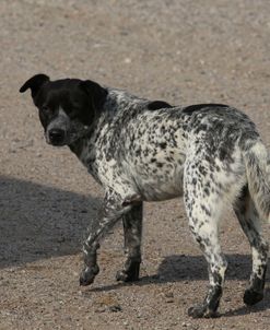 Australian Heeler 02