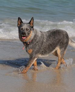 Australian Heeler 03