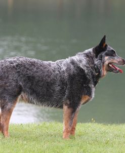 Australian Heeler 14