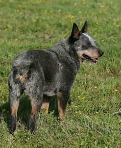 Australian Heeler 15