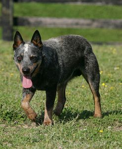 Australian Heeler 16