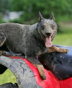 Australian Heeler 17