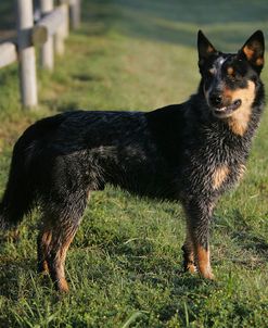 Australian Heeler 18