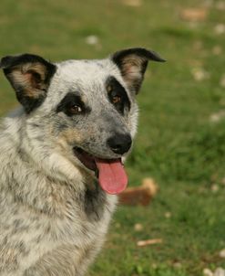 Australian Heeler 19