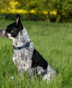 Australian Heeler 10