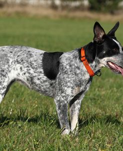 Australian Heeler 11