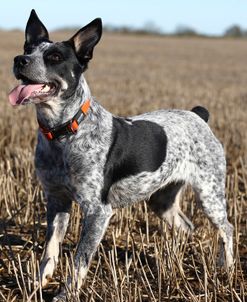 Australian Heeler 12