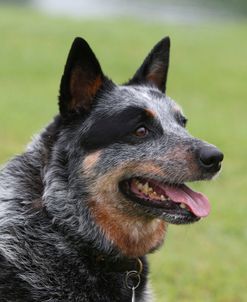 Australian Heeler 13