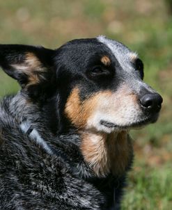 Australian Heeler 24