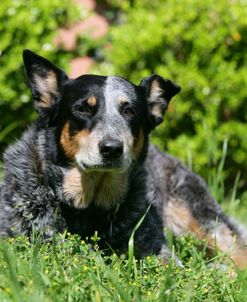 Australian Heeler 25