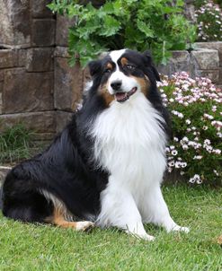 Australian Shepherd 01