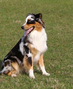 Australian Shepherd 02