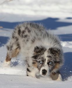 Australian Shepherd 03