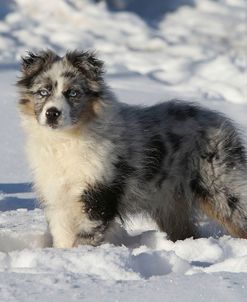 Australian Shepherd 04